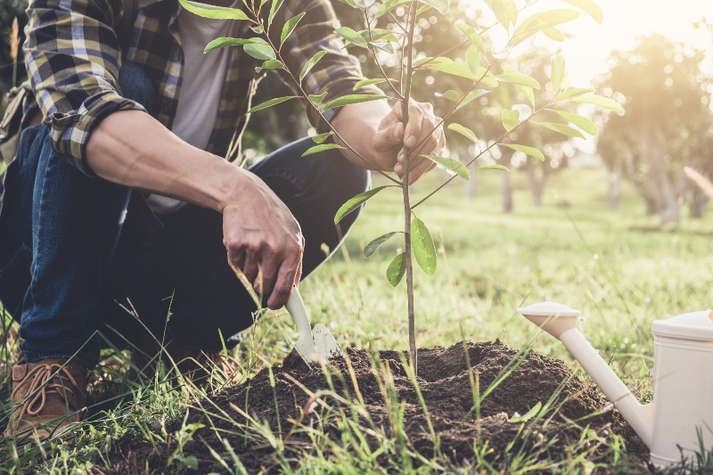planting a young tree